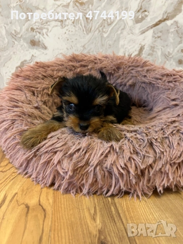 Йоркширски териер- 45 дни  