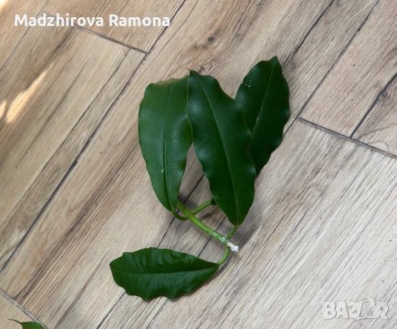 Hoya Хоя Imperialis 