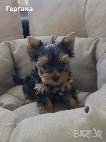 Мини йоркширски териер., снимка 1