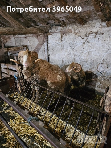 продавасе може и бартер