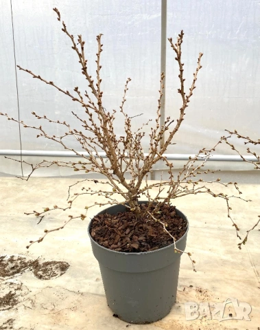 Череша Фуджи (Prunus incisa ‘Kojou-no-mai’), снимка 3 - Градински цветя и растения - 53692040