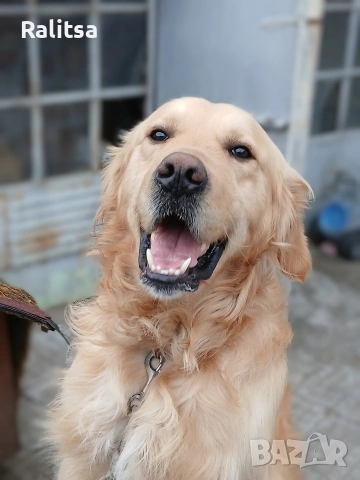 Красив Голдън Ретривър си търси Дама !