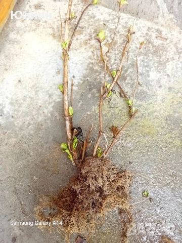 Хортензия , розова , снимка 8 - Разсади - 53745083