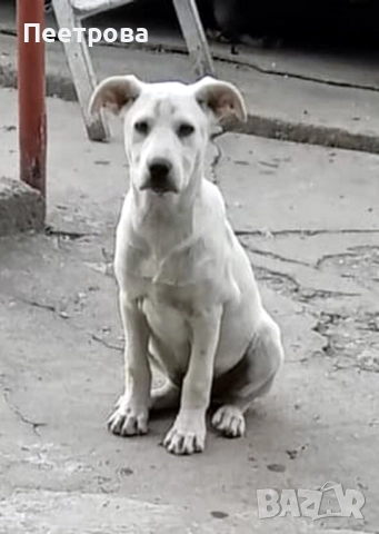 Лабрадор ретривър на три месеца - женски.