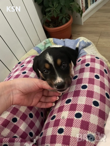 Кученце , снимка 2 - Други - 54062932