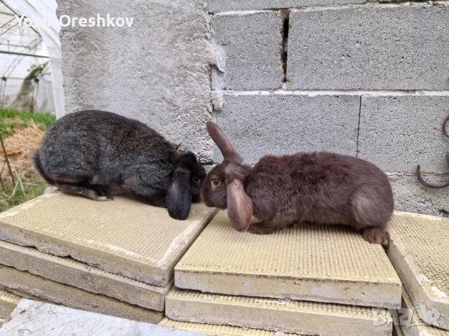 Смесени едри зайци! , снимка 2 - Други - 52385538