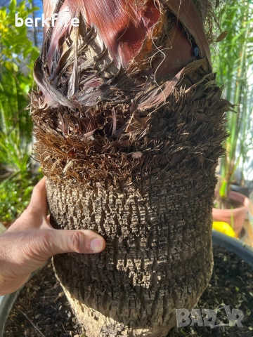 Палма Вашингтон, снимка 3 - Стайни растения - 52942980