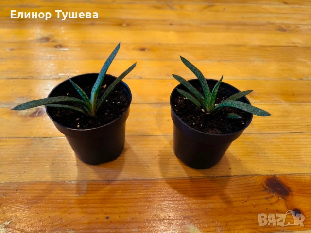 дърво на живота и гастерия , снимка 5 - Стайни растения - 53841000