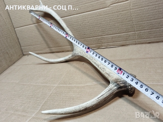 Еленски Рог, Рога. / НОМЕР 1680., снимка 6 - Антикварни и старинни предмети - 53784220