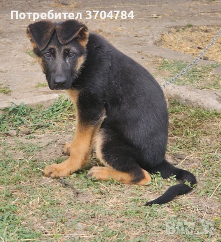 Продавам немско овчарско куче , снимка 1