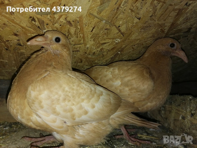 100% Мюлеманс, снимка 2 - Гълъби - 54129201