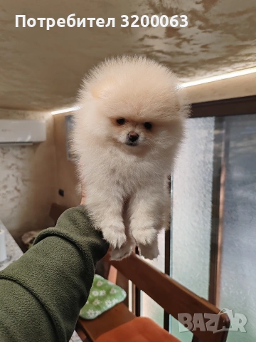 Померанче мини женско , снимка 2 - Померан - 53078151
