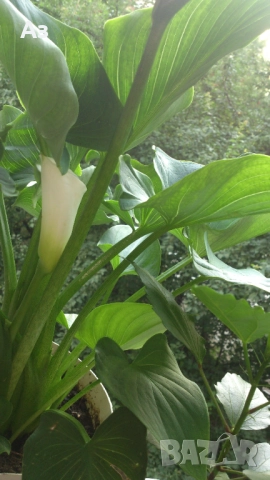 Продавам Цветя Кала за дома - големи, снимка 3 - Разсади - 36583992