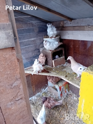 6 чифта китайски чайки 1 чифт лимонови пощенци и 1 чифт чисто бели пощенци 1 чифт индиски палуни и 2, снимка 2 - Гълъби - 52650003