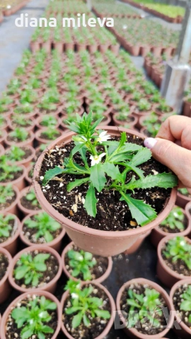 Скаевола - лилава, бяла и розова!!, снимка 12 - Градински цветя и растения - 54161547