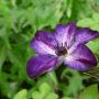 Клематис Super Nova, снимка 1 - Градински цветя и растения - 45752461