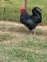 Яйца от Джърси гигант, снимка 1 - Кокошки и пуйки - 45414384