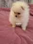 Померан , снимка 2