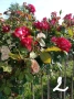 Щамбови рози, цветово разнообразие., снимка 3