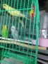 продавам вълнисти папагали,корели,гугутки, снимка 1