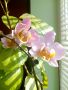 Орхидеи, снимка 9