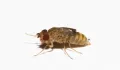 Нелетящи плодови мушици, дрозофили (Drosophila melanogaster 'Wingless' и Drosophila hydei), снимка 3