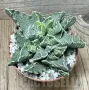 Faucaria f. monstruosa, снимка 2