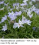 Ифейон (Ipheion uniflorum) - луковички – 0,80 лв./бр. (или 10 бр. за 6 лв.) , снимка 2