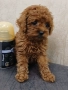 Той пудел toy poodle, снимка 1