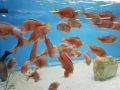 Рибки Африкански цихлиди , снимка 1 - Рибки - 45675721