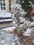 Кактуси аклиматизирани и студоустойчиви на сняг, снимка 1 - Саксии и кашпи - 45820273