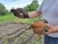 Продавам катунски кокошки, яйца и пилета на различна възраст, снимка 4