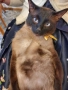 Сиамец Котарак Възпитан , снимка 2