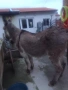 Продавам Женско Магаре , снимка 8