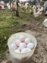 Оплодени яйца бял Легхорн , снимка 1