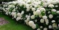  Хортензия -Hydrangea macrophylla, снимка 4