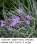 Тулбагия, социален чесън – вариегатна (Tulbaghia violacea 'Silver Lace') – коренище, снимка 2