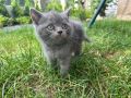Британска късокосместа котка, снимка 10