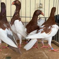 Продавам 3 млади двойки датски гълъби, снимка 6 - Гълъби - 45218738
