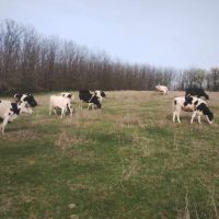 32 млечни крави, снимка 3 - Крави - 45141546