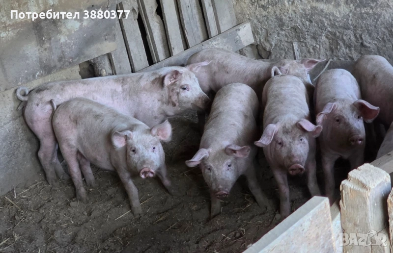 Продавам прасенца , снимка 1