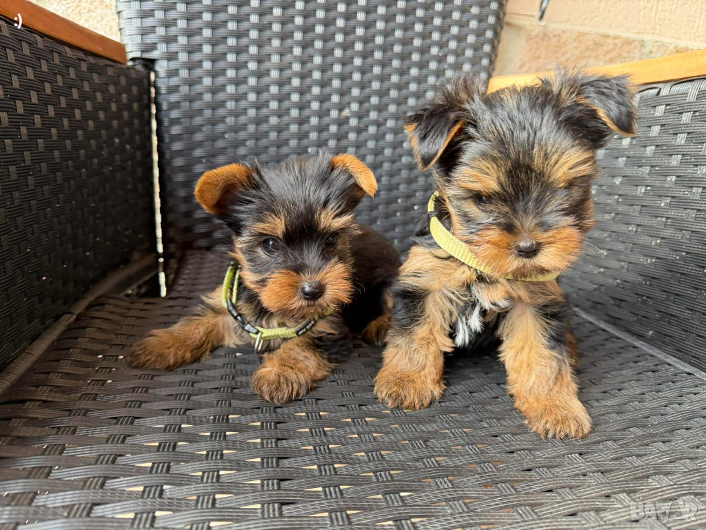 Йоркширски териери Актуално от 5.12.2025, снимка 1