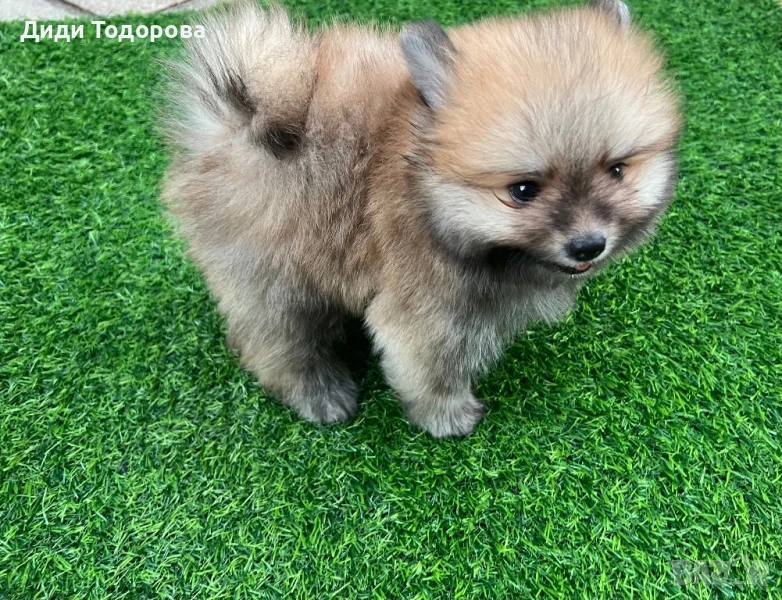 Померан Момче, снимка 1