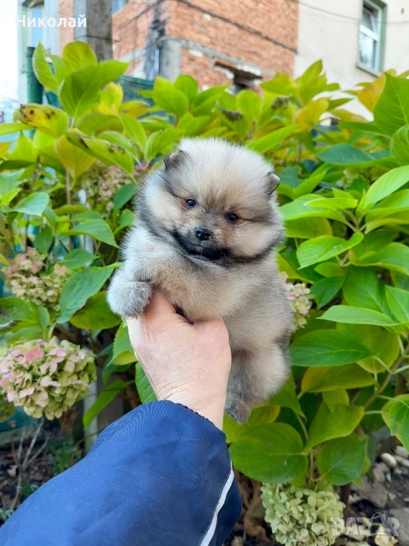 Померан мини момче. Померанче, снимка 1