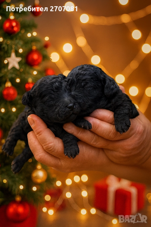 Черни мини пуделчета, снимка 1