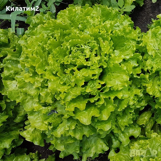 ПРЯСНА МАРУЛЯ ФЪНФИКС ДИРЕКТНО ОТ ГРАДИНАТА УНИКАЛЕН ВКУС, снимка 1
