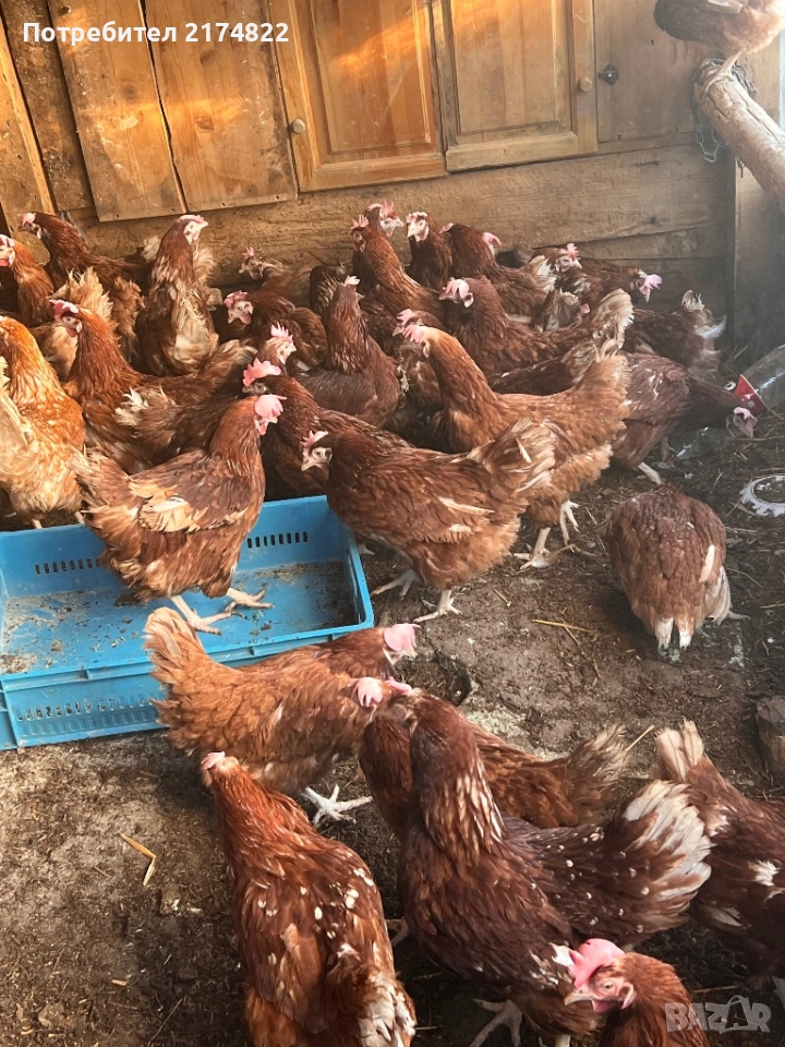 Кокошки носачки ломан браун, снимка 1