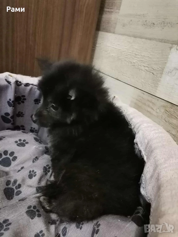 Померан шпиц  момиче, снимка 1