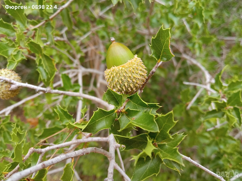 Дъб Пърнар – Вечнозелен СЕМЕНА (жълъди) Цена за 1 семе 40ст (0.20 €), снимка 1