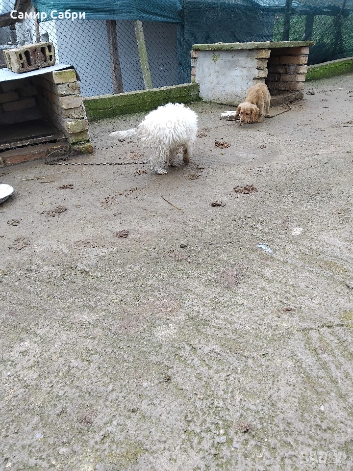 Продавам Лагото, снимка 1